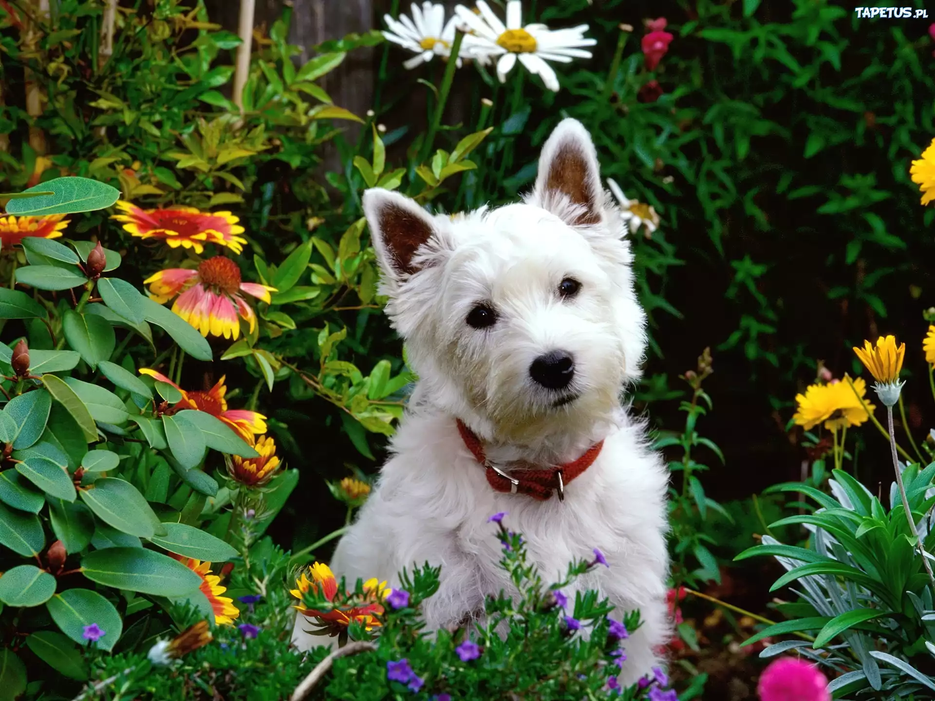 Biały, Pies, Kwiatki, Ogród, Maltańczyk, Maltese