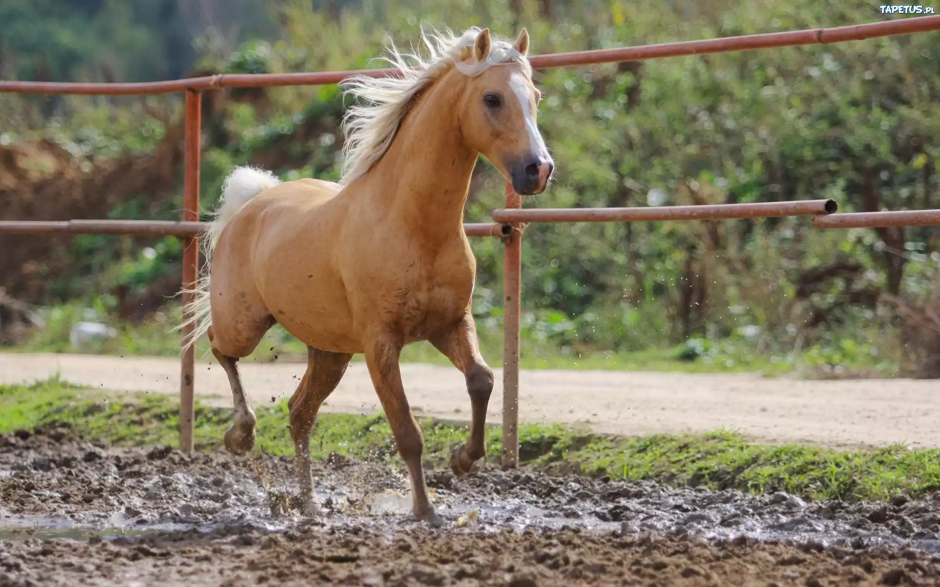 Stado Marzeń : Konie