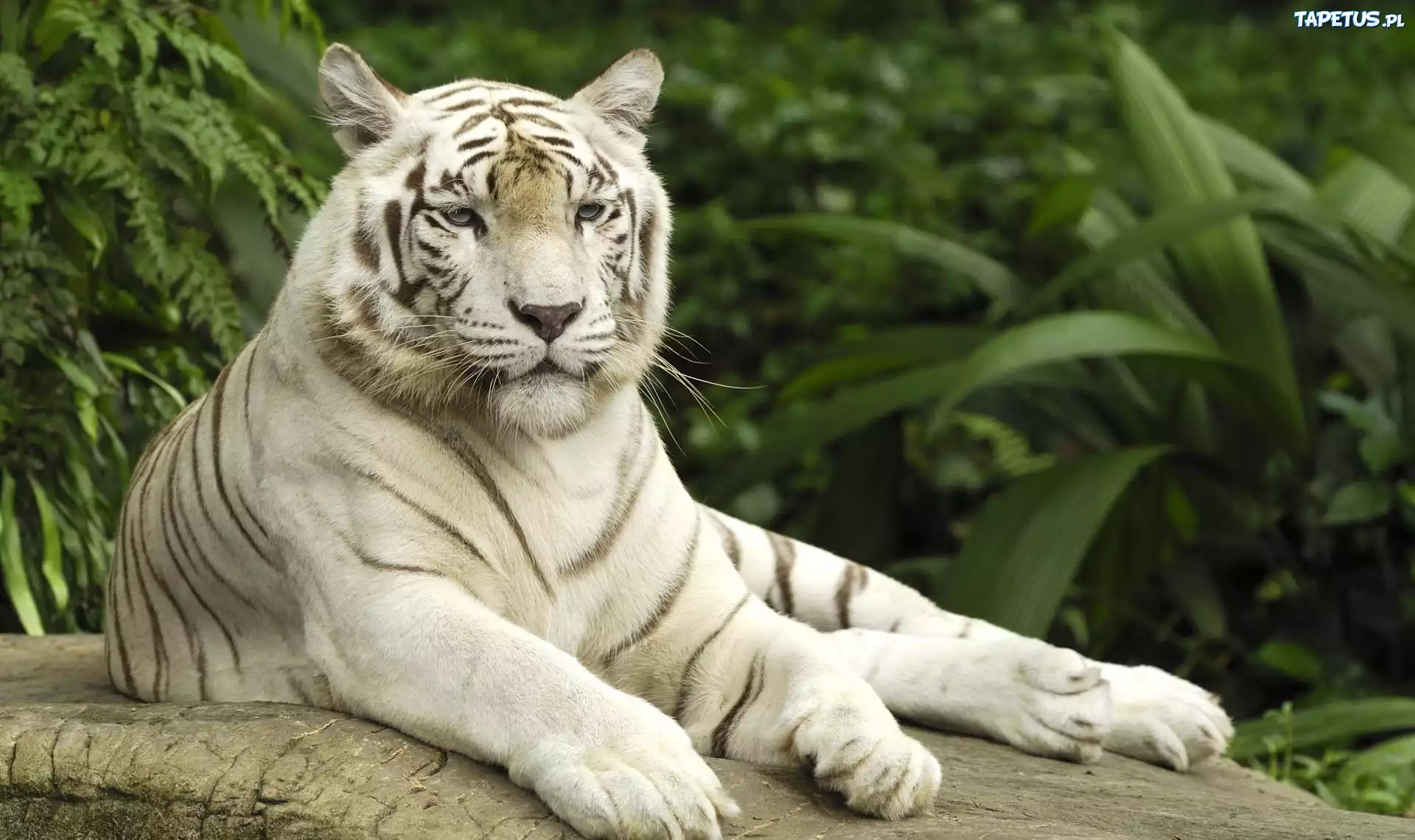 Znalezione obrazy dla zapytania tygrysy białe z niebieskimi oczami
