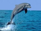 Delfin, Skok, Morze