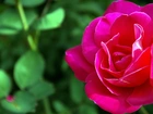 Róża, Różowa