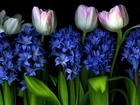 Tulipany, Hiacynty