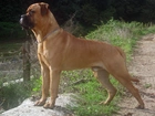 Bullmastiff, płot