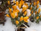 Śnieg, Kwiaty, Krokusy