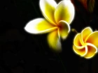 Żółte, Kwiaty, 3D