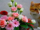 Rudy, Kot, Bukiet, Kwiatów