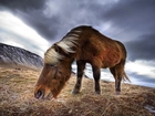 Islandzki, Koń, Chmury