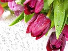 Tulipany, Krople, Deszczu