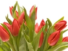 Tulipany, Holenderskie, Bukiet