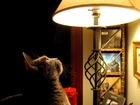 Kot, Lampa