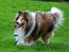 Owczarek Szkocki Collie