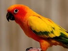 Papuga, Kolorowe, Pióra