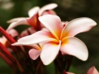 Piękna, Różowa, Plumeria