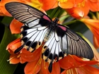 Motyl, Pomarańczowe, Kwiaty