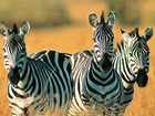 Zebry, Trawa, Safari