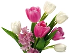 Kolorowe, Tulipany, Hiacynt