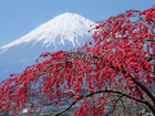 Fuji, Japonia