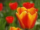 Tulipany