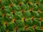 Kaktus, Kolce
