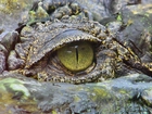Głowa, Oko, Krokodyla