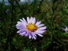 Aster