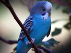Niebieska, Papuga, Falista