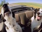 Psy, Border Collie, Kabriolet