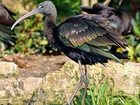 Ibis