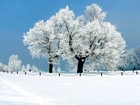 Niebo, Drzewa, Śnieg