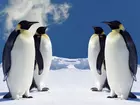 Cztery, Pingwiny, Śnieg, Lód