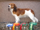 Płochacz holenderski, Kooikerhondje, puchary