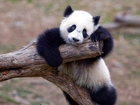 Miś, Panda