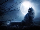 Kot, Komin, Noc, Księżyc, Drzewa