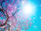 Kwitnące, Drzewo, Niebo, Promienie, Słońca