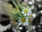 Kwiaty, Polne, Fractalius