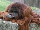 Zamyślony, Orangutan, Długa, Sierść