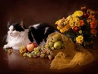 Kot, Bukiet, Kwiatów, Owoce, Tkanina