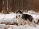 Zima, Śnieg, Las, Pies, Alaskan Malamute