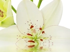Lilia, Biały, Kwiat