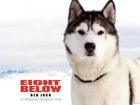 pies, góry, Eight Below