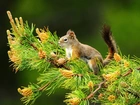 Wiewiórka, Drzewo, Zieleń