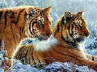Tygrysy, Zima, Śnieg