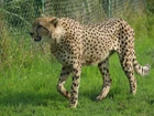 Gepard, Trawa, Ogrodzenie