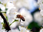 Pszczoła, Kwiaty, Wiśni