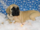 Mastif angielski, Mastiff