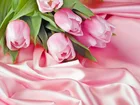 Różowe, Tulipany, Atłas