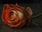 Ścięta, Róża, Deszcz