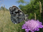 Motyl, Polowiec Szachownica, Kwiat, Łąka