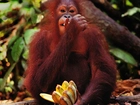 Małpa, Orangutan, Banany