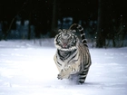Tygrys, Śnieg, Bieg